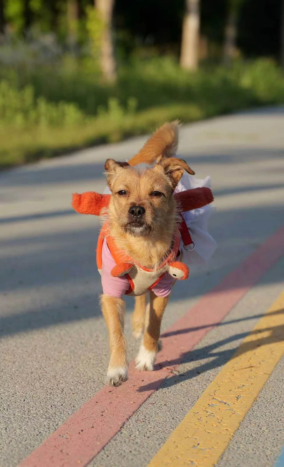 Duoduo, a small brown dog walking outdoors